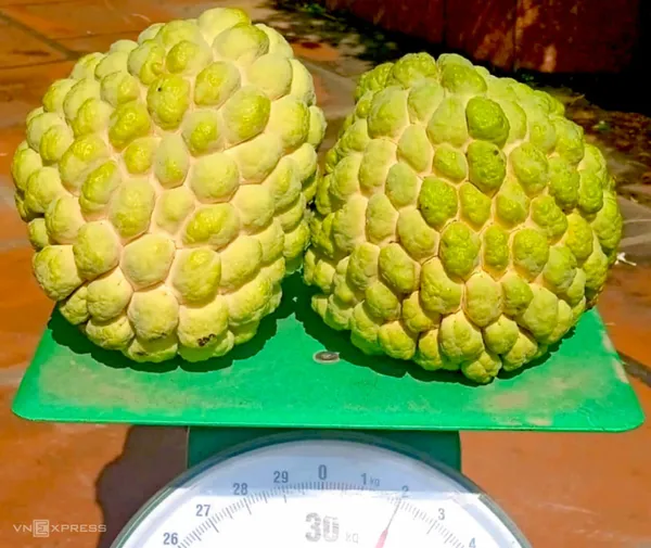Golden_custard_Apple_|_Grafted_and_Hybrid_Plants