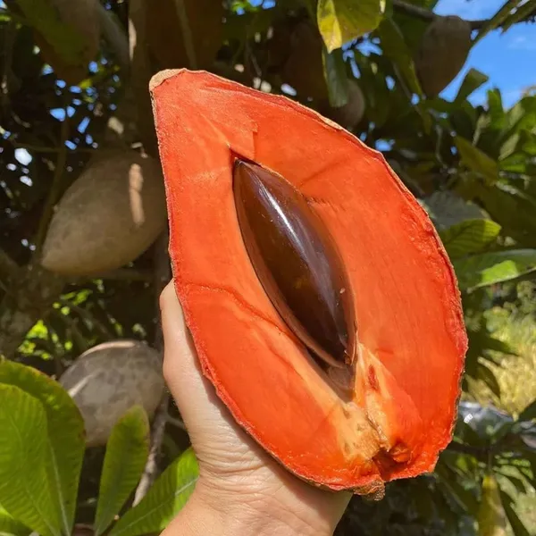 Maxican_Chiku_Plant