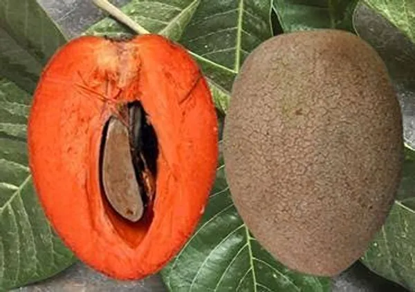 Maxican_Chiku_Plant