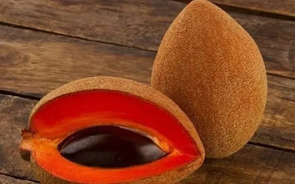 Maxican_Chiku_Plant