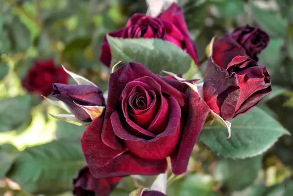 Black_Baccara_Rose