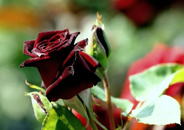 Black_Baccara_Rose