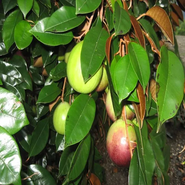 Milk_Fruit_Plant_|_Grafted_and_Hybrid_Plants