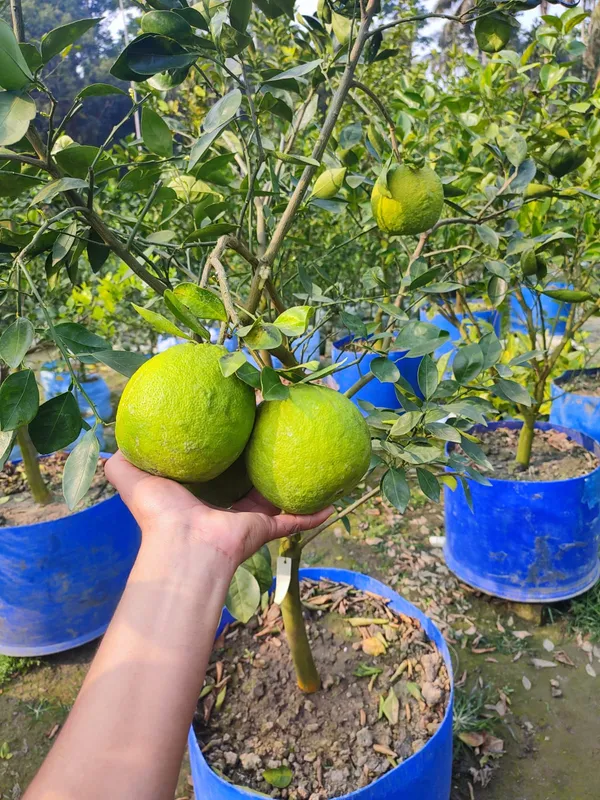 Jaffa_Orange_Plant_|_Grafted_and_Hybrid_Plants