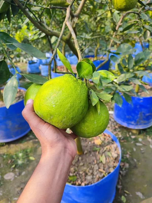 Jaffa_Orange_Plant_|_Grafted_and_Hybrid_Plants