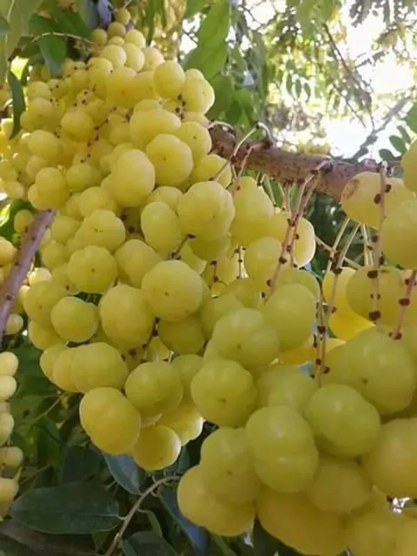 Gooseberry_Plant_|_Grafted_and_Hybrid_Plants
