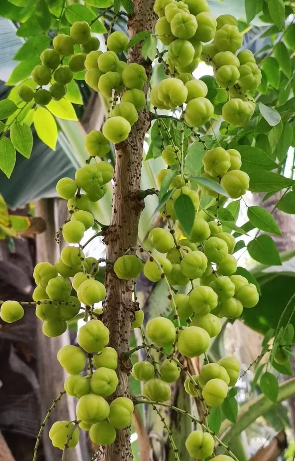 Gooseberry_Plant_|_Grafted_and_Hybrid_Plants