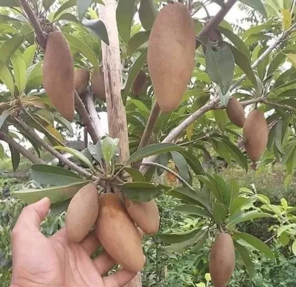 Banana_Chiku_Plant_|_Grafted_and_Hybrid_Plants