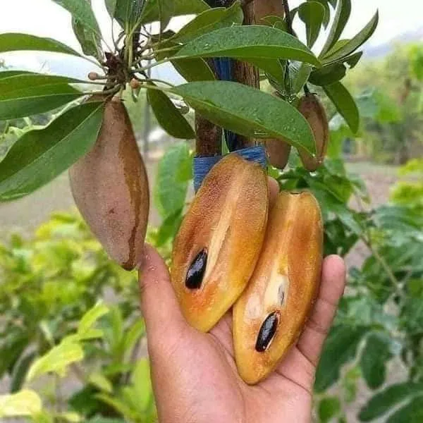 Banana_Chiku_Plant_|_Grafted_and_Hybrid_Plants