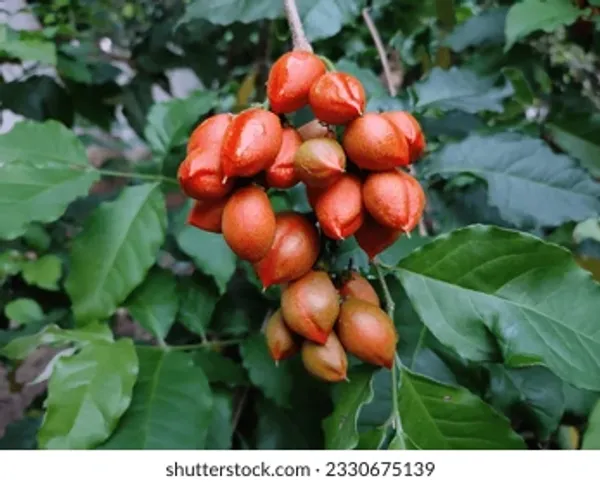 Peanut_Butter_Plant_|_Grafted_and_Hybrid_Plants