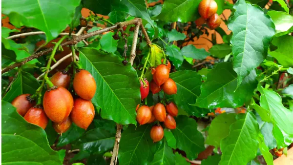 Peanut_Butter_Plant_|_Grafted_and_Hybrid_Plants
