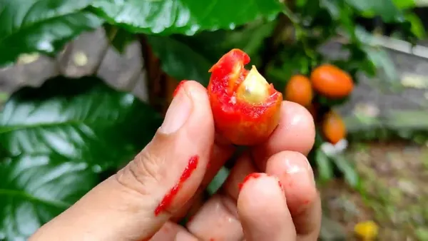 Peanut_Butter_Plant_|_Grafted_and_Hybrid_Plants