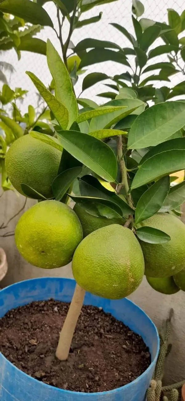 Vietnam_Malta_Plant_|_Grafted_and_Hybrid_Plants