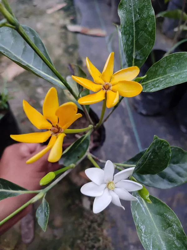 Gardenia_Lutia
