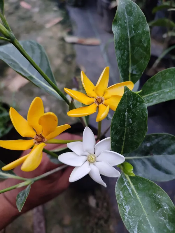 Gardenia_Lutia