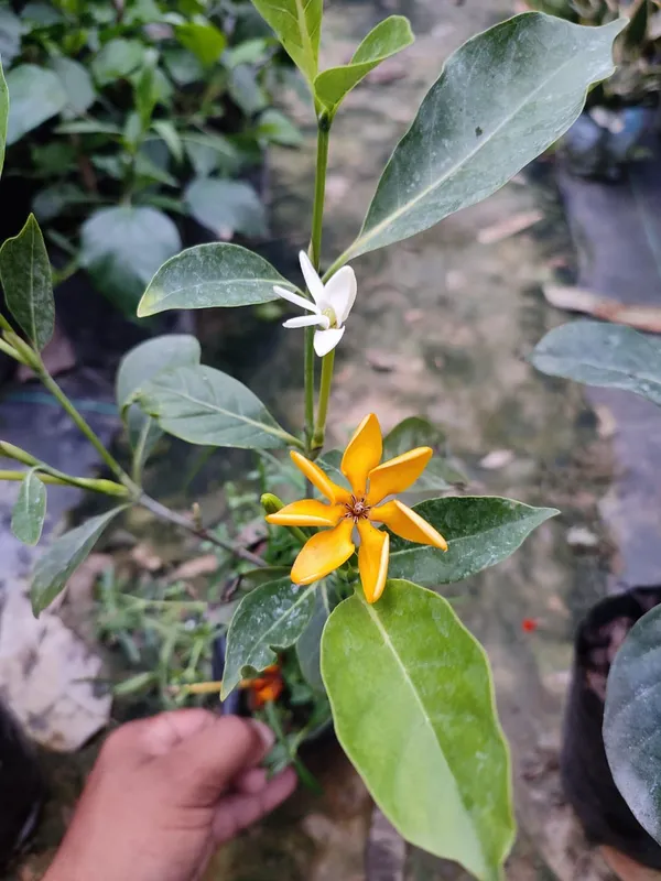 Gardenia_Lutia