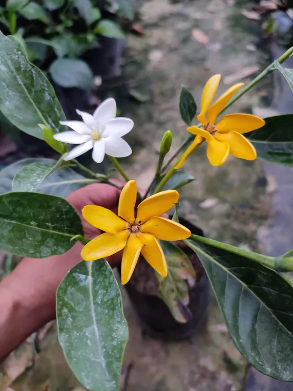 Gardenia_Lutia