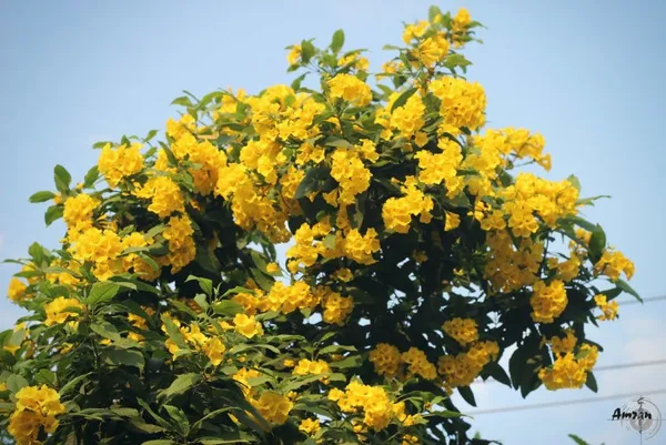 Yellow_Tecoma