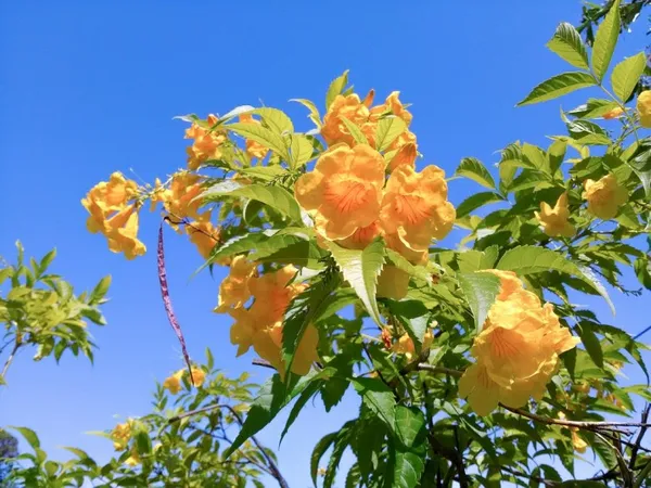 Yellow_Tecoma