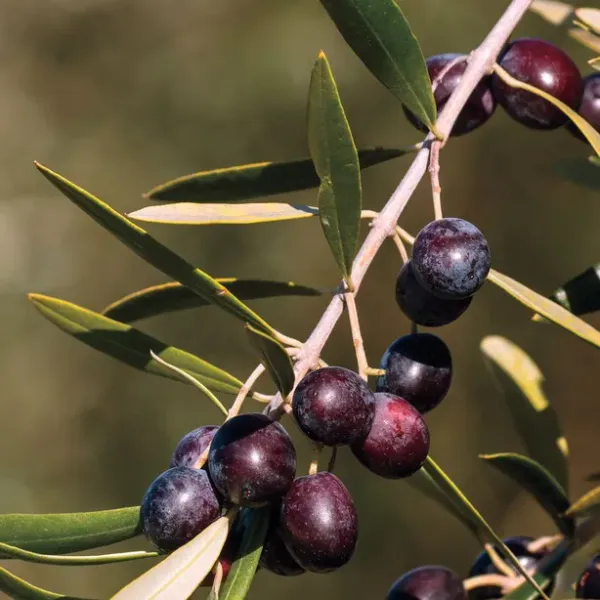 Pizza_Olive_Plant_|_Grafted_and_Hybrid_Plants