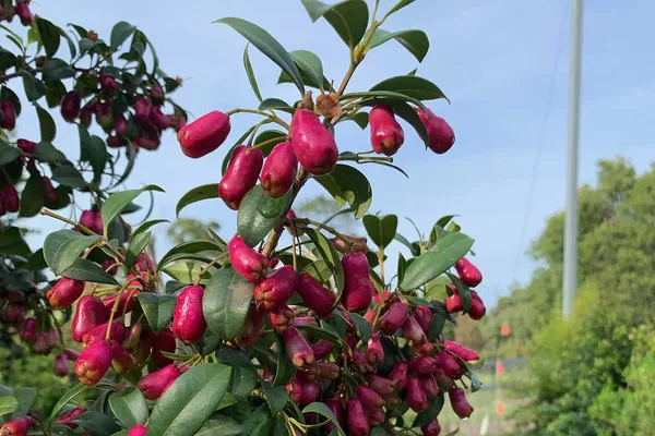 Lilly_Pilly_Berry_Plant_|_Grafted_and_Hybrid_Plants