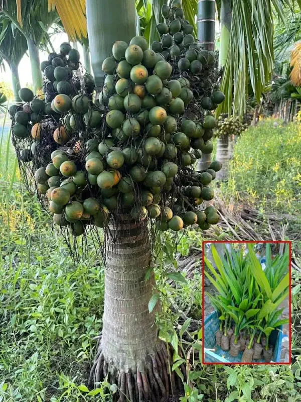 Short_Time_Given_Betel_Nut_for_Home_Garden