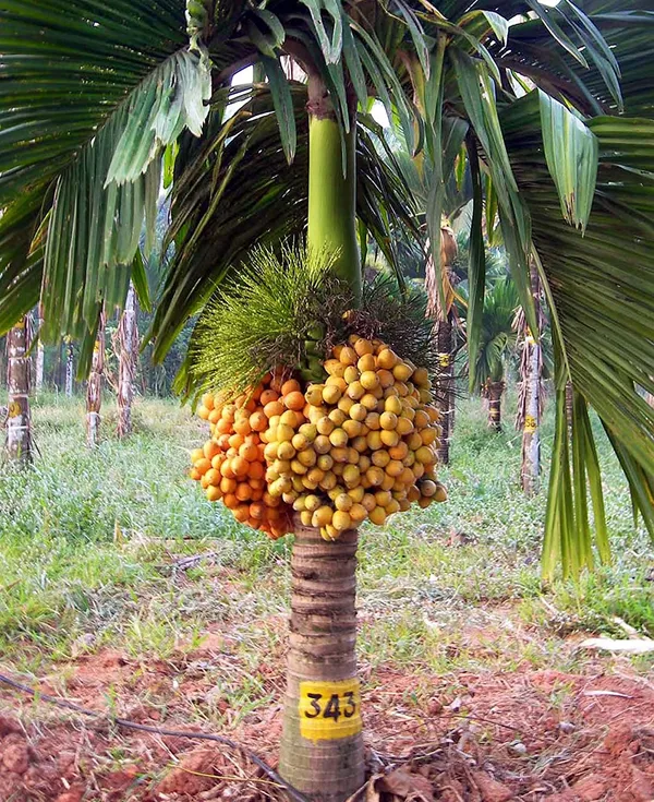Short_Time_Given_Betel_Nut_for_Home_Garden