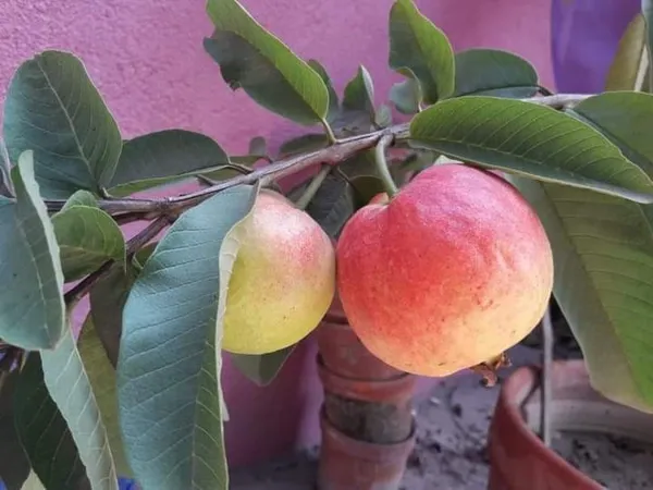 Elhabad_Surkha_Guava_|_Grafted_and_Hybrid_Plant