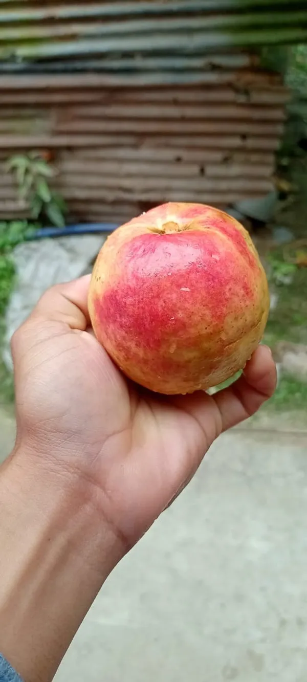 Elhabad_Surkha_Guava_|_Grafted_and_Hybrid_Plant