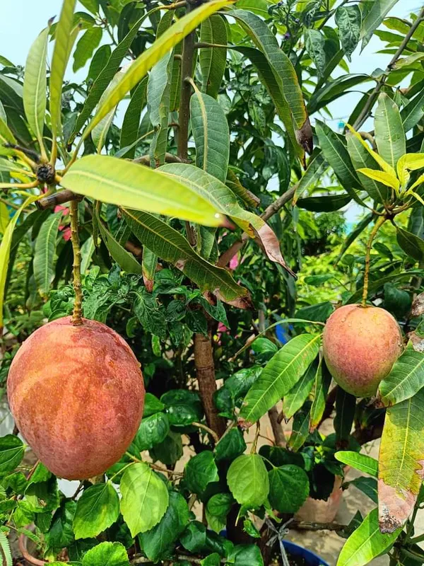 Pusa_Surya_Mango