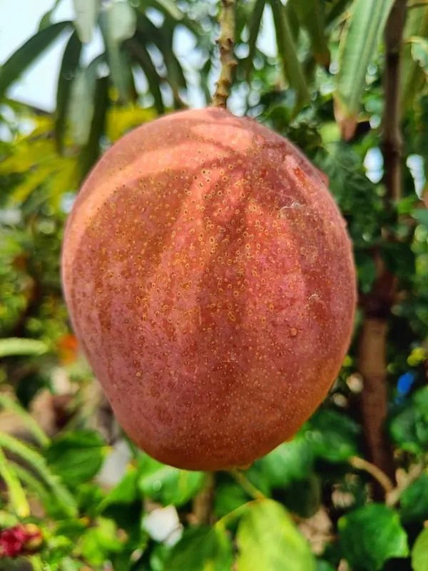 Pusa_Surya_Mango