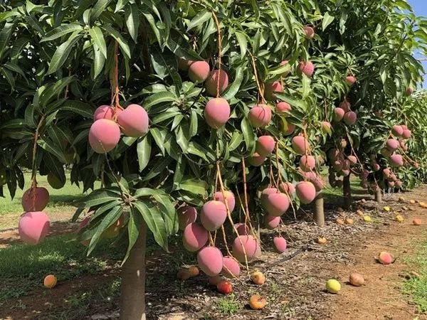 Pusa_Surya_Mango