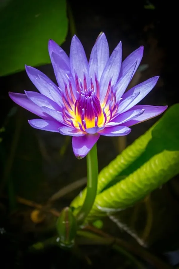 Blue_Star_Lotus(Tuber)