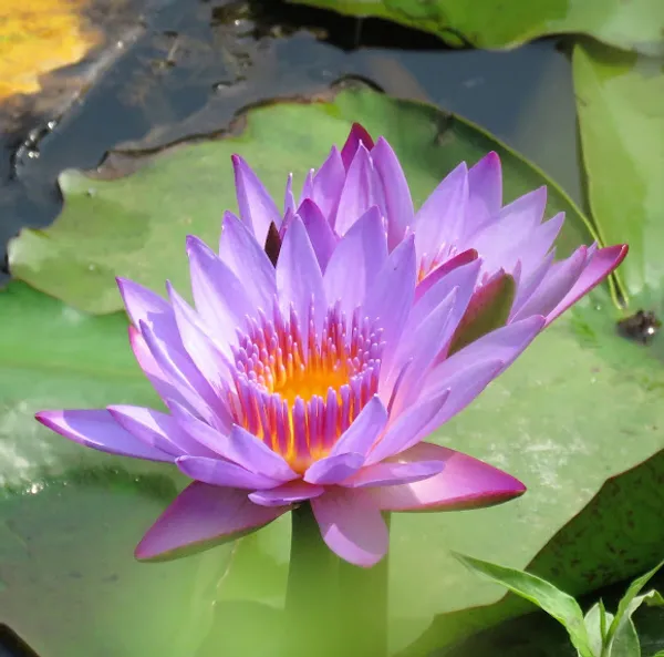 Blue_Star_Lotus(Tuber)