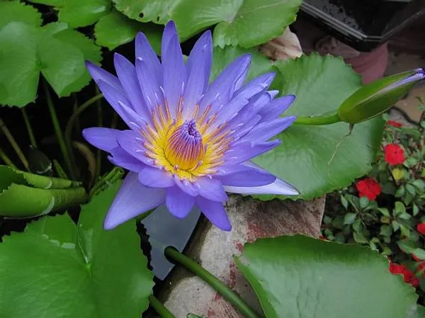 Blue_Star_Lotus(Tuber)