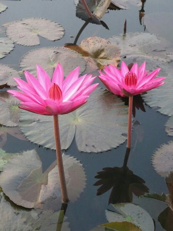 Curious_Lotus_Tuber