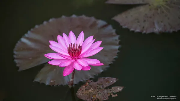 Curious_Lotus_Tuber