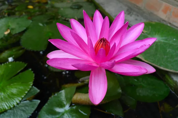 Curious_Lotus_Tuber