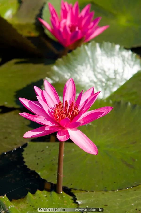 Curious_Lotus_Tuber