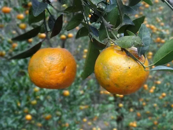 Darjeeling_Orange_|_Grafted_and_Hybrid_Plants
