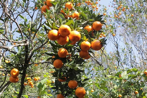 Darjeeling_Orange_|_Grafted_and_Hybrid_Plants
