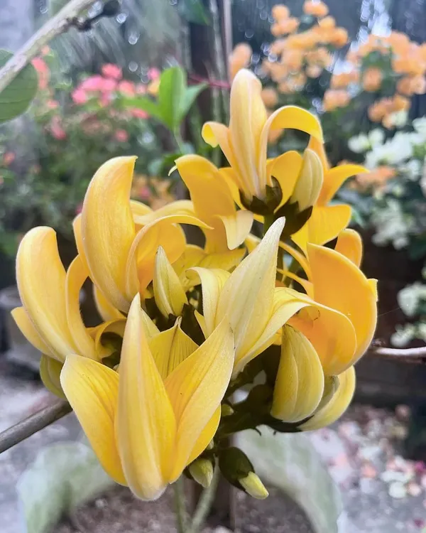 Yellow_palash