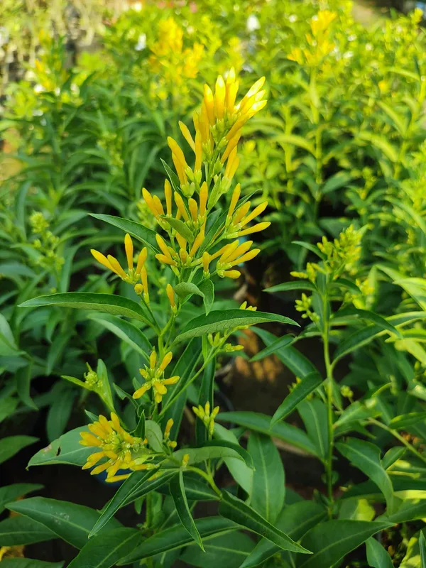 Raat_Ka_Raja(yellow)Live_Plant