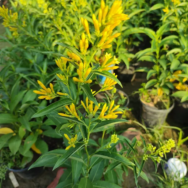 Raat_Ka_Raja(yellow)Live_Plant
