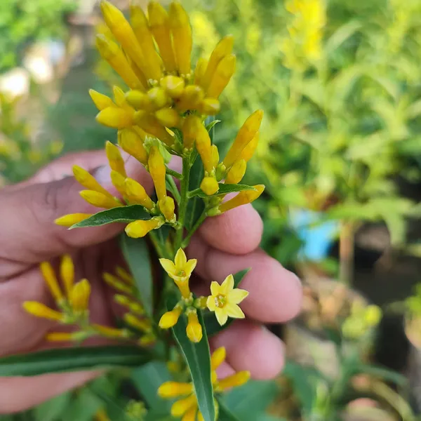 Raat_Ka_Raja(yellow)Live_Plant