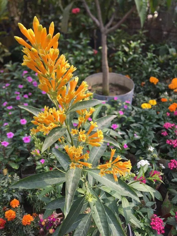 Raat_Ka_Raja(yellow)Live_Plant