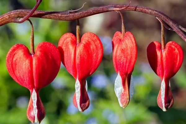 Red_bleeding_Heart_Plant