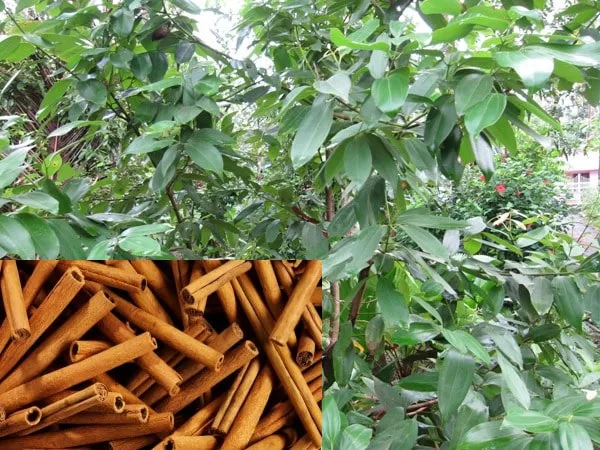 Cinnaman(Dalchini)_Live_Plant