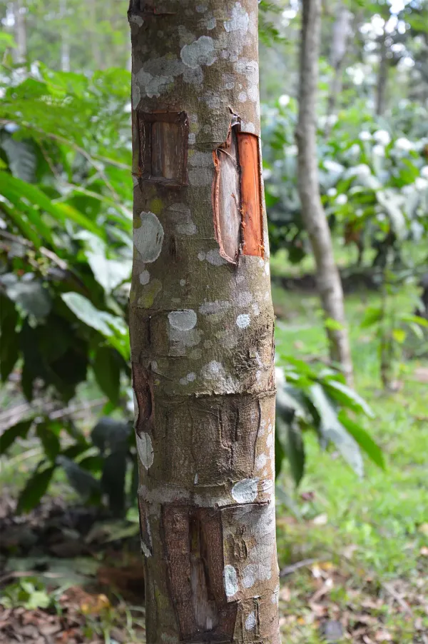 Cinnaman(Dalchini)_Live_Plant