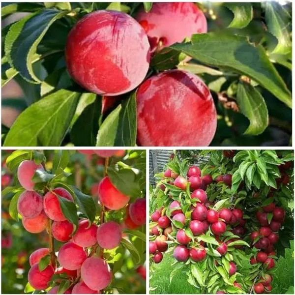 Alubukhara,dwarf_Hot_Climate_|_Grafted_and_Hybrid_Plants